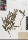 Foto von Salix purpurea L.